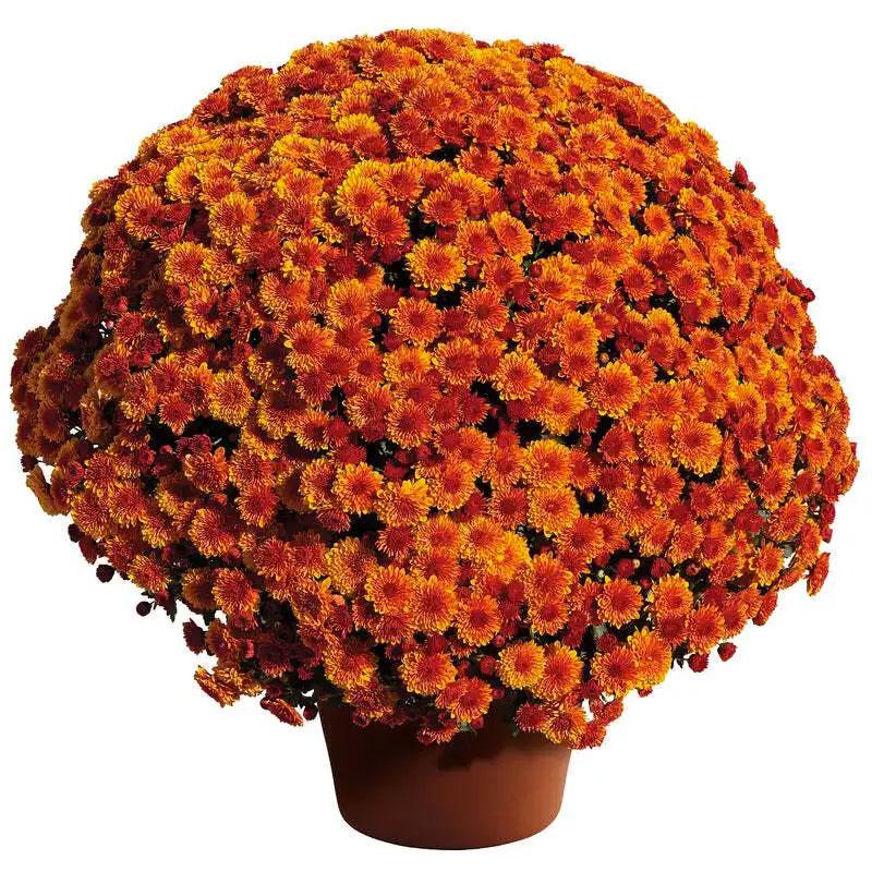 Mum Mix Cheryl Frosty Jolly Spicy Sparkling - View 9 from www redcrocus com