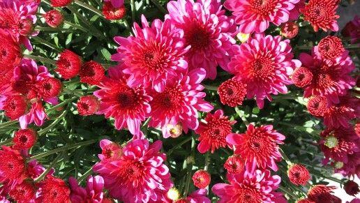 Mum Pink Pink Frenzy - View 4 from www redcrocus com