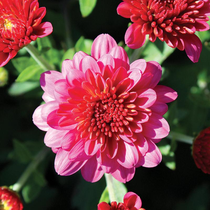 Mum Pink Pink Frenzy - View 5 from www redcrocus com