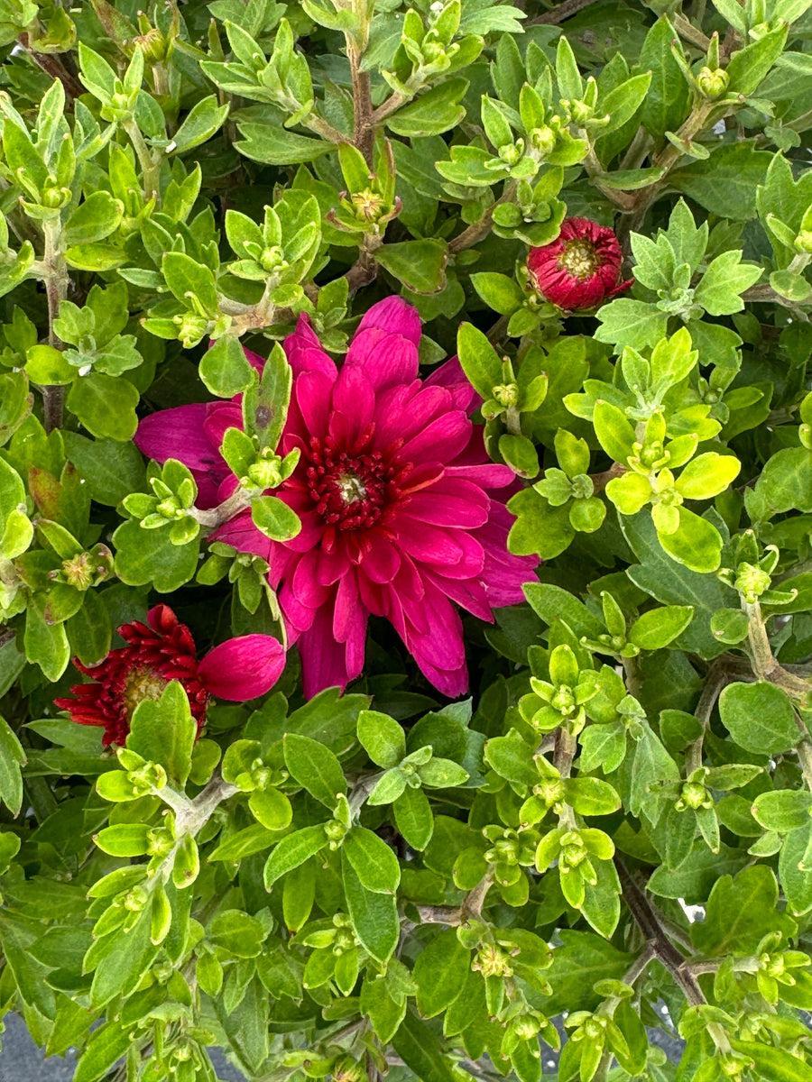 Mum Pink Pink Frenzy - View 7 from www redcrocus com
