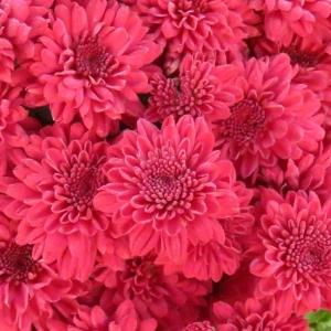 Mum Red Ryder Red - View 2 from www redcrocus com