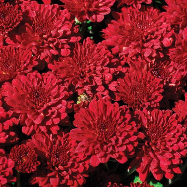 Mum Red Ryder Red - View 3 from www redcrocus com