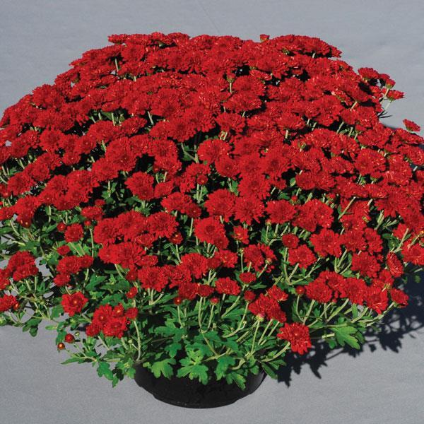Mum Red Ryder Red - View 4 from www redcrocus com