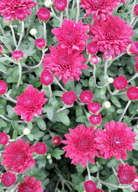 Mum Red Ryder Red - View 5 from www redcrocus com