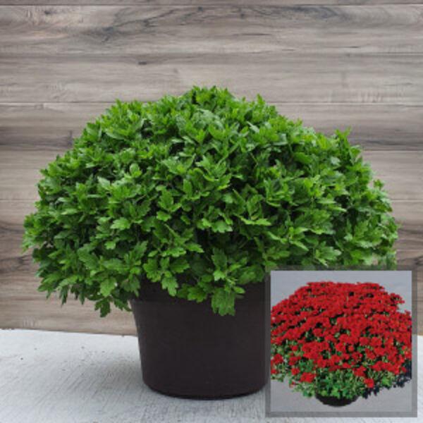 Mum Red Ryder Red - View 9 from www redcrocus com