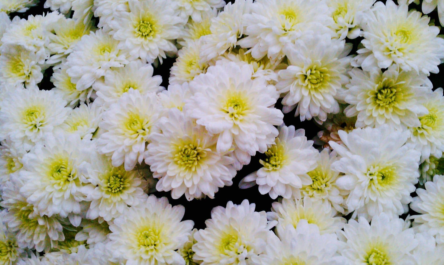 Mum White Aspen White - View 7 from www redcrocus com