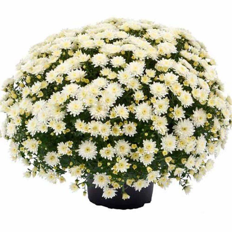 Mum White Aspen White - View 8 from www redcrocus com