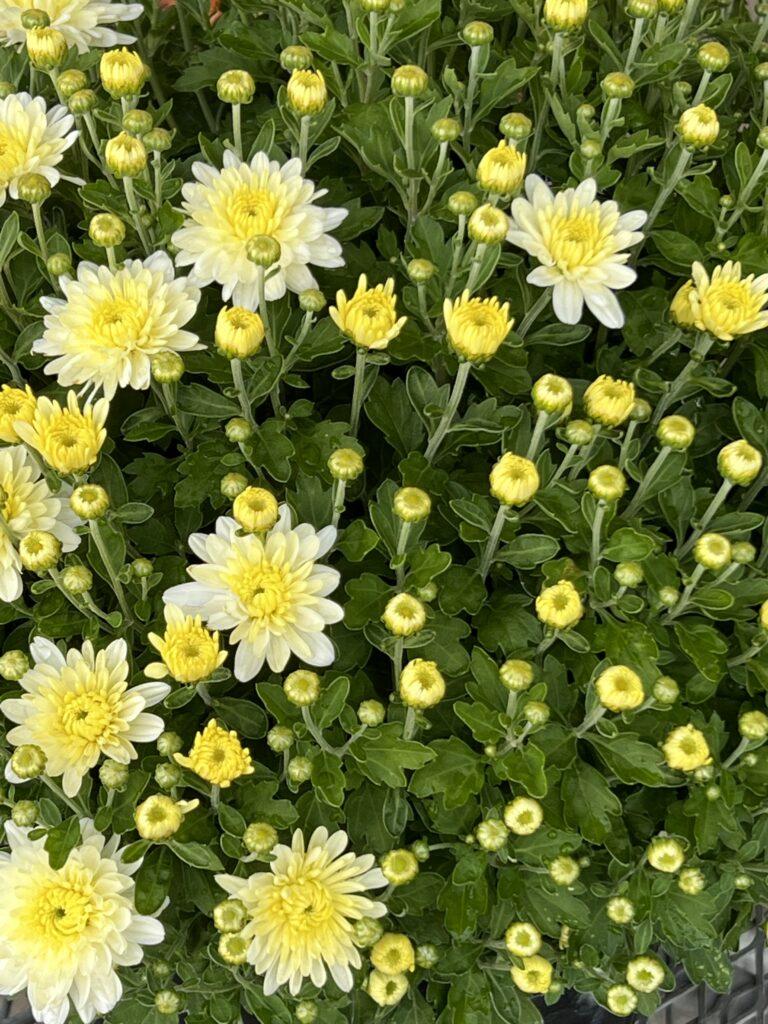 Mum White Lesconil White - View 11 from www redcrocus com