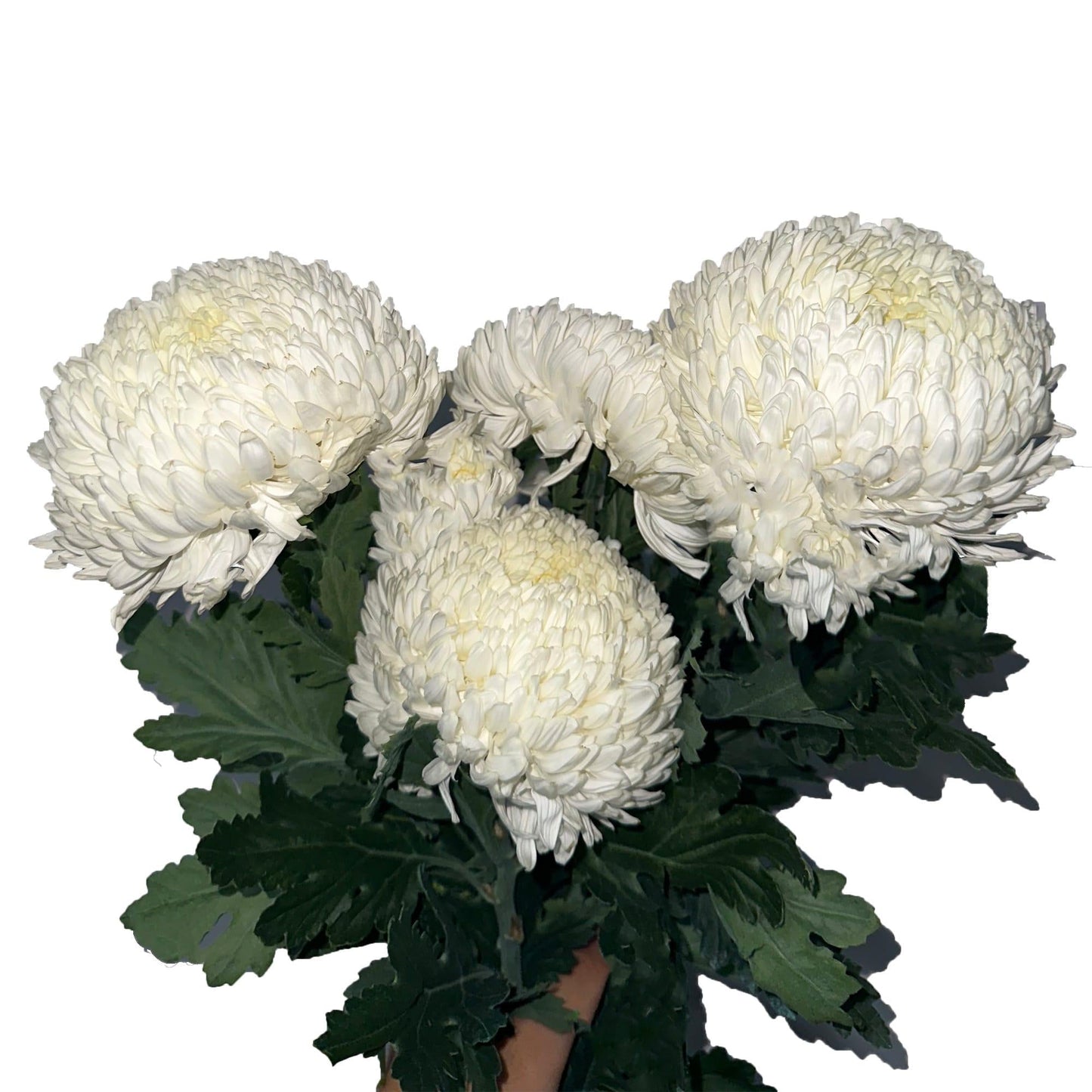 Mum White Lesconil White - View 13 from www redcrocus com