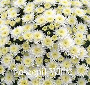 Mum White Lesconil White - View 6 from www redcrocus com