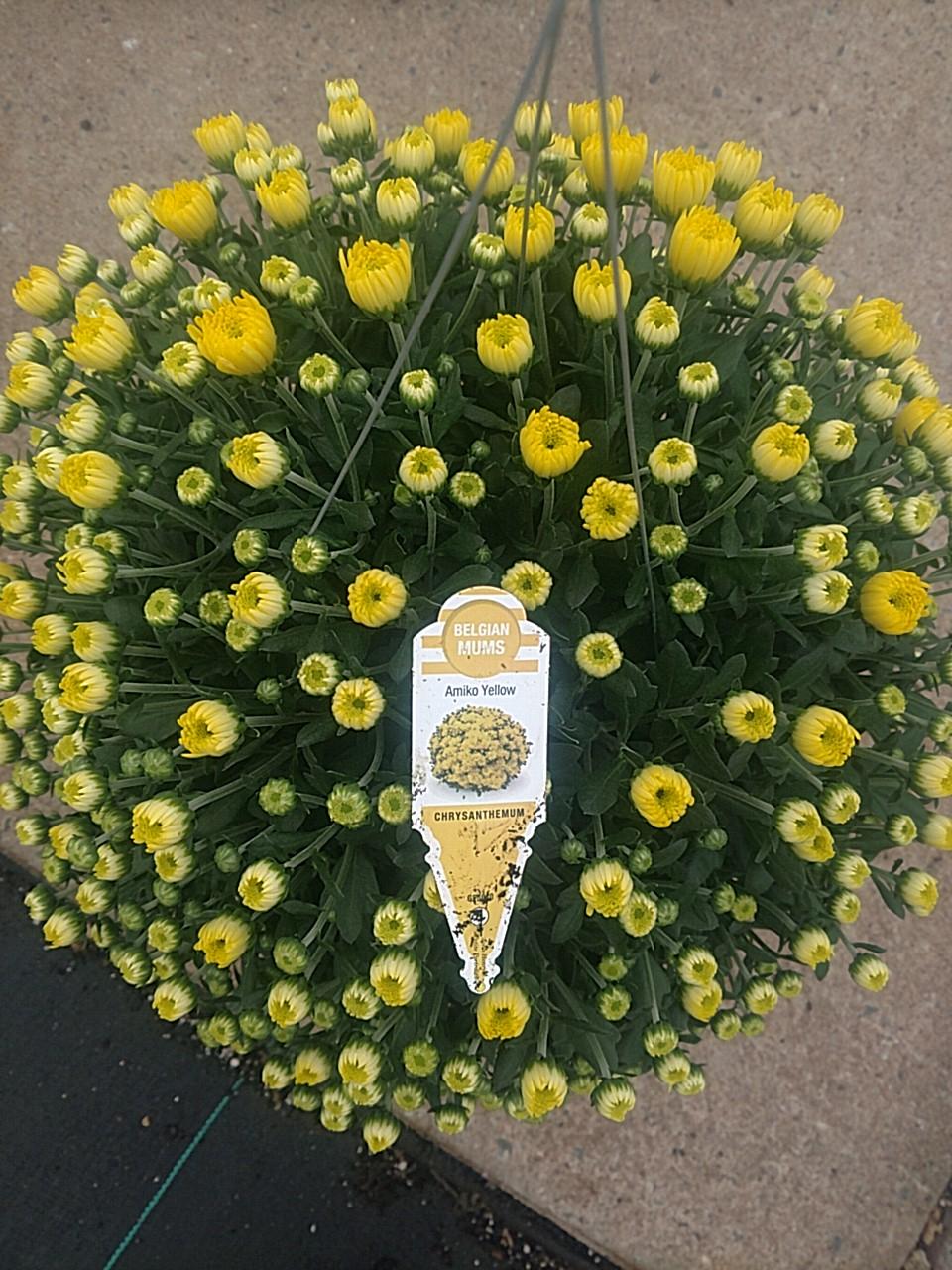 Mum Yellow Amiko Yellow - View 11 from www redcrocus com