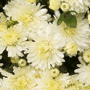 Mum Yellow Amiko Yellow - View 14 from www redcrocus com