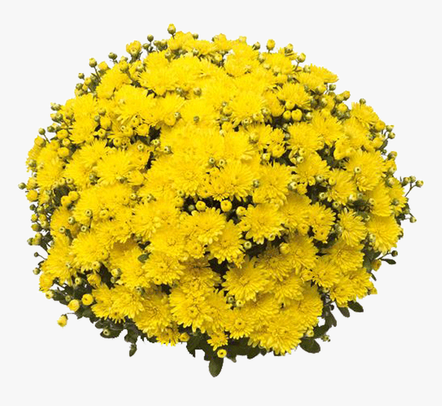 Mum Yellow Amiko Yellow - View 1 from www redcrocus com