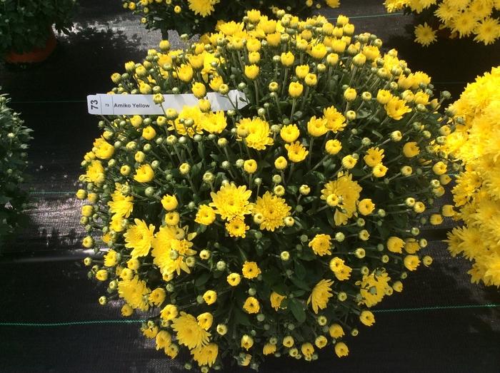 Mum Yellow Amiko Yellow - View 2 from www redcrocus com