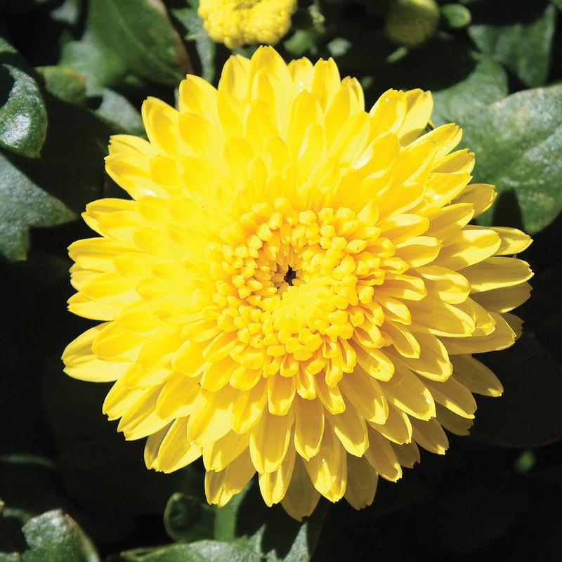 Mum Yellow Amiko Yellow - View 4 from www redcrocus com