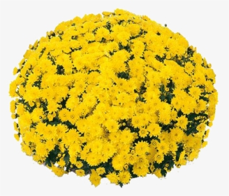 Mum Yellow Amiko Yellow - View 5 from www redcrocus com