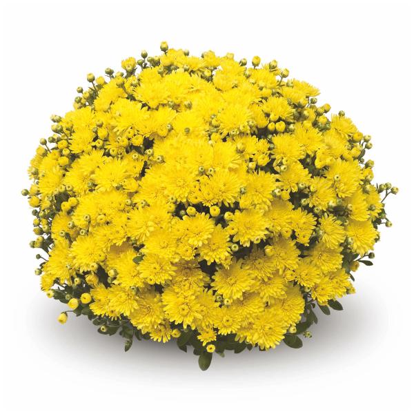 Mum Yellow Amiko Yellow - View 6 from www redcrocus com