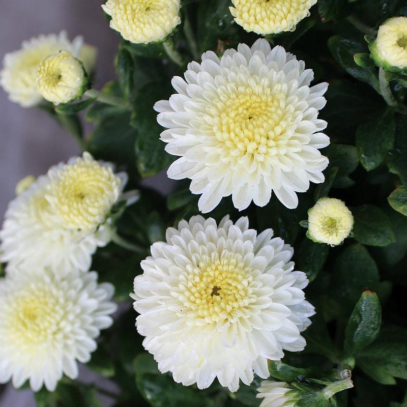 Mum Yellow Amiko Yellow - View 9 from www redcrocus com