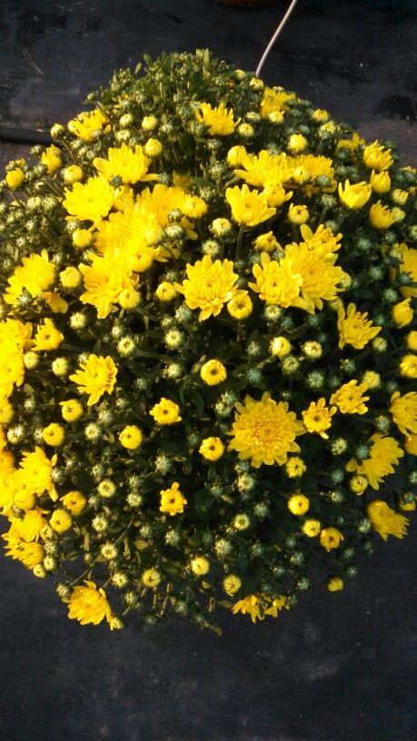 Mum Yellow Sunrise Yellow - View 1 from www redcrocus com