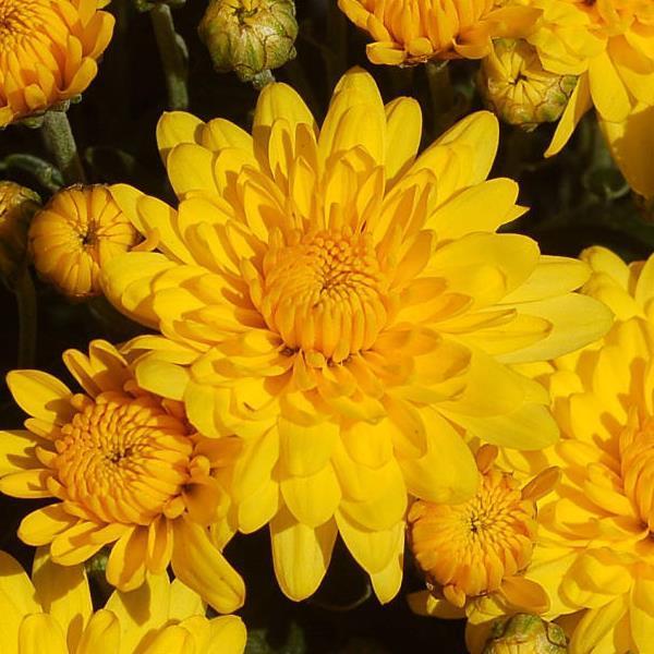 Mum Yellow Sunrise Yellow - View 9 from www redcrocus com