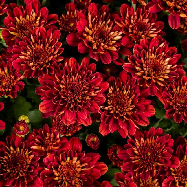 Mum Red Lava Red - View 12 from www redcrocus com