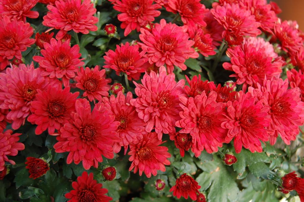 Mum Red Lava Red - View 1 from www redcrocus com