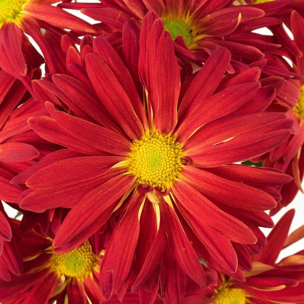 Mum Red Lava Red - View 7 from www redcrocus com