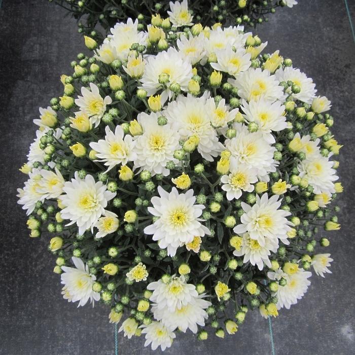 Mum White Aluga White - View 1 from www redcrocus com