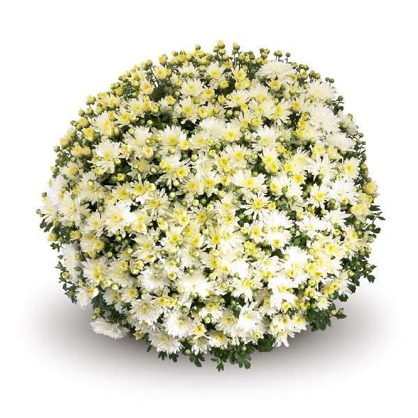 Mum White Aluga White - View 2 from www redcrocus com