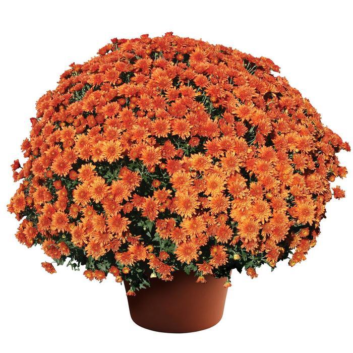 Mum Orange Makenna Orange - View 1 from www redcrocus com