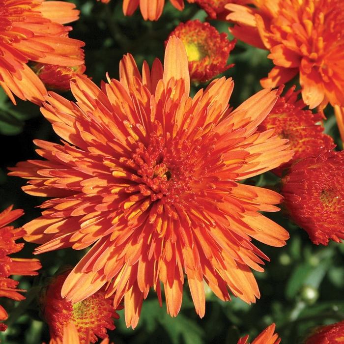 Mum Orange Makenna Orange - View 2 from www redcrocus com