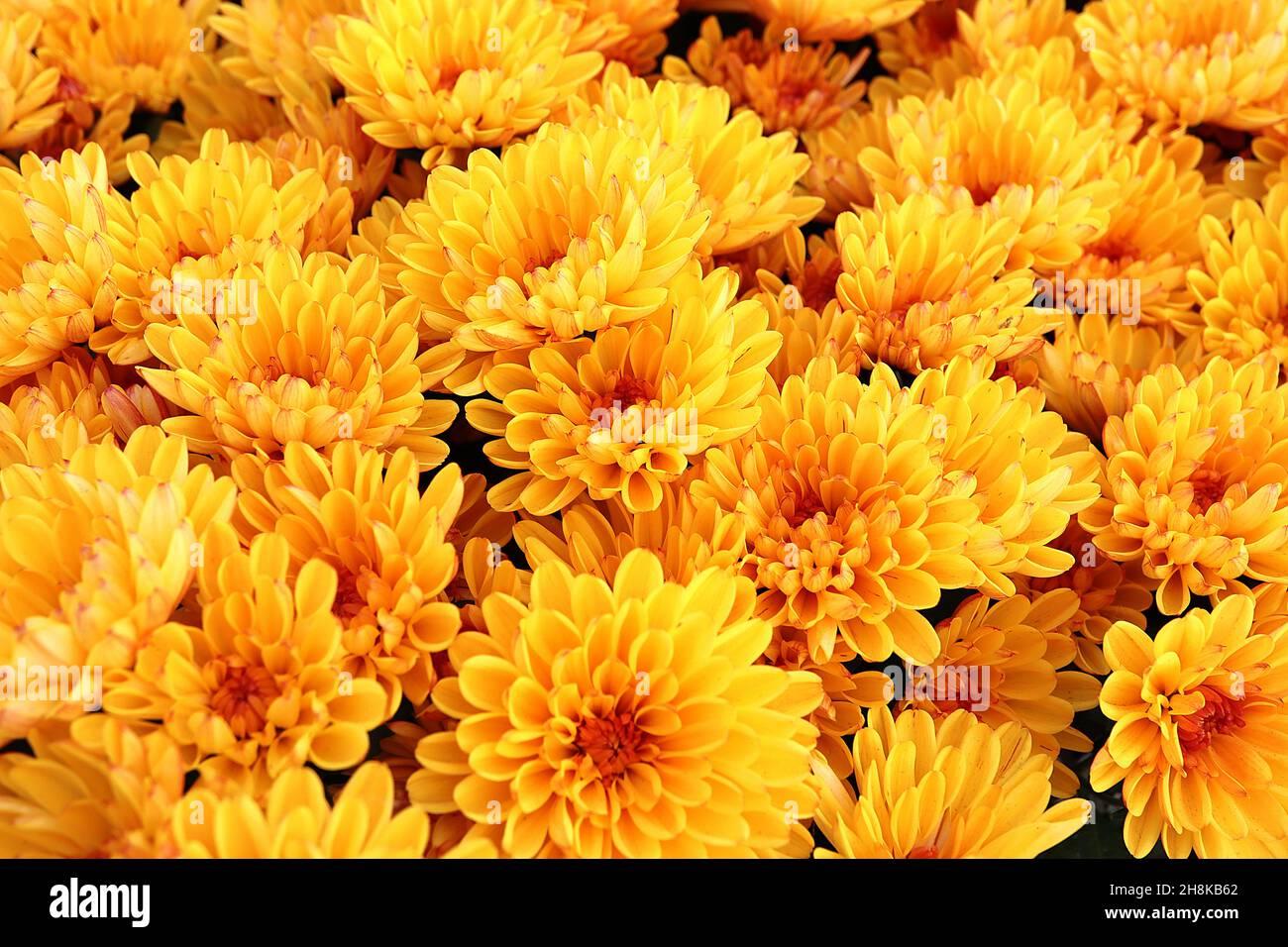 Mum Orange Makenna Orange - View 3 from www redcrocus com