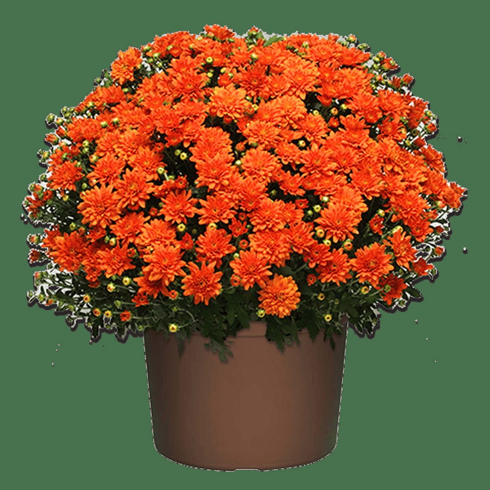 Mum Orange Orange Zest - View 3 from www redcrocus com
