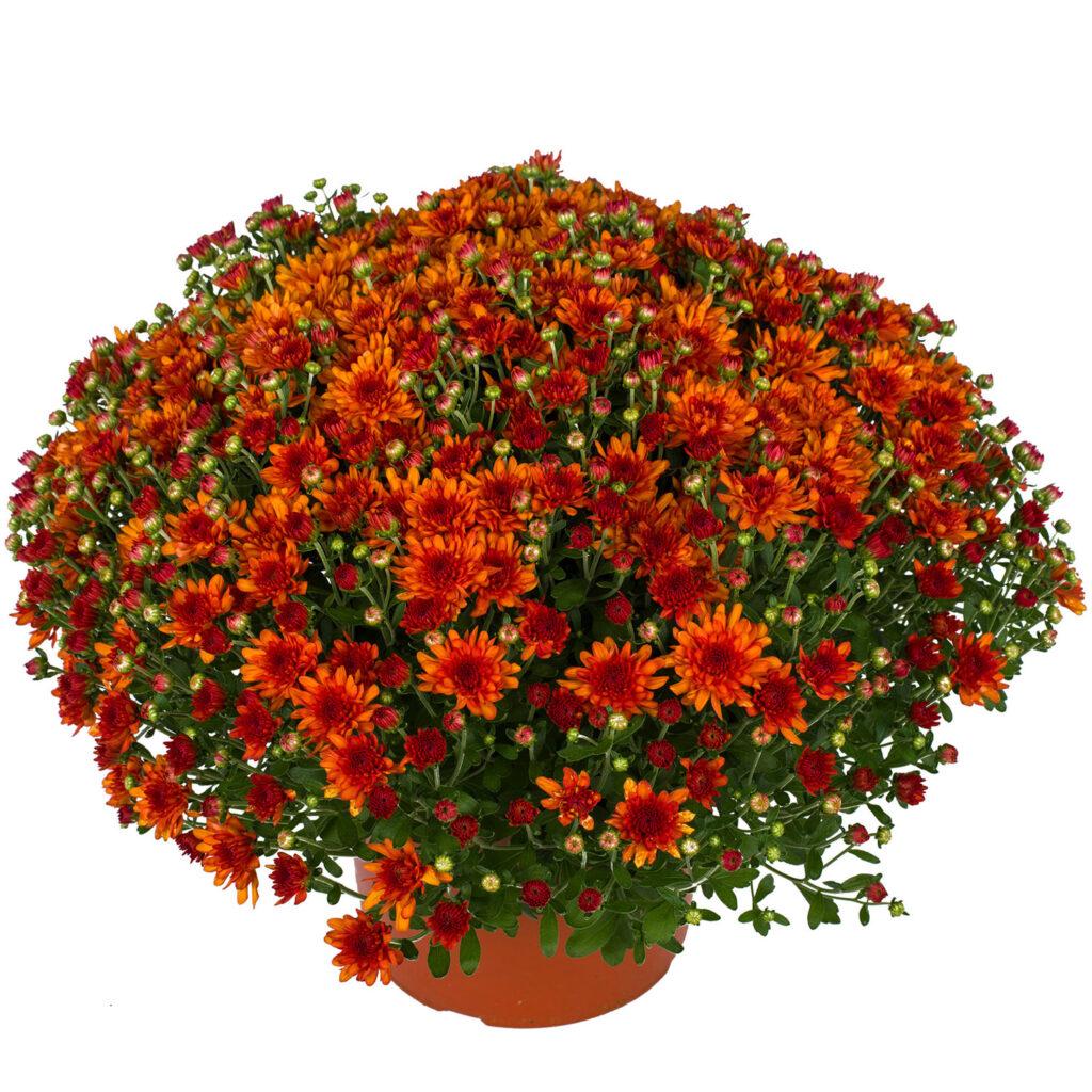 Mum Orange Orange Zest - View 4 from www redcrocus com