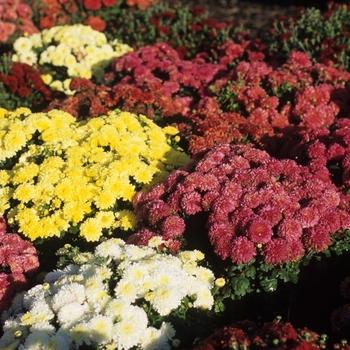 Mum Mix Stellar Red Yellow Purple Pink - View 6 from www redcrocus com