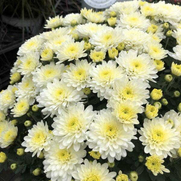 Mum Yellow Moonglow Yellow - View 16 from www redcrocus com