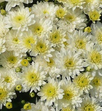 Mum Yellow Moonglow Yellow - View 5 from www redcrocus com