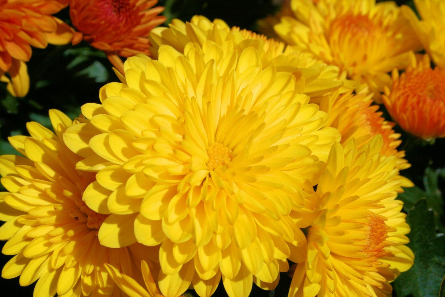Mum Yellow Moonglow Yellow - View 6 from www redcrocus com