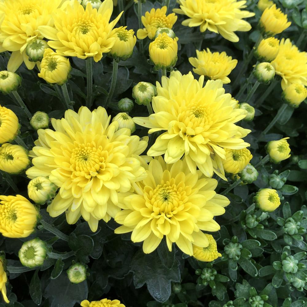 Mum Yellow Moonglow Yellow - View 7 from www redcrocus com