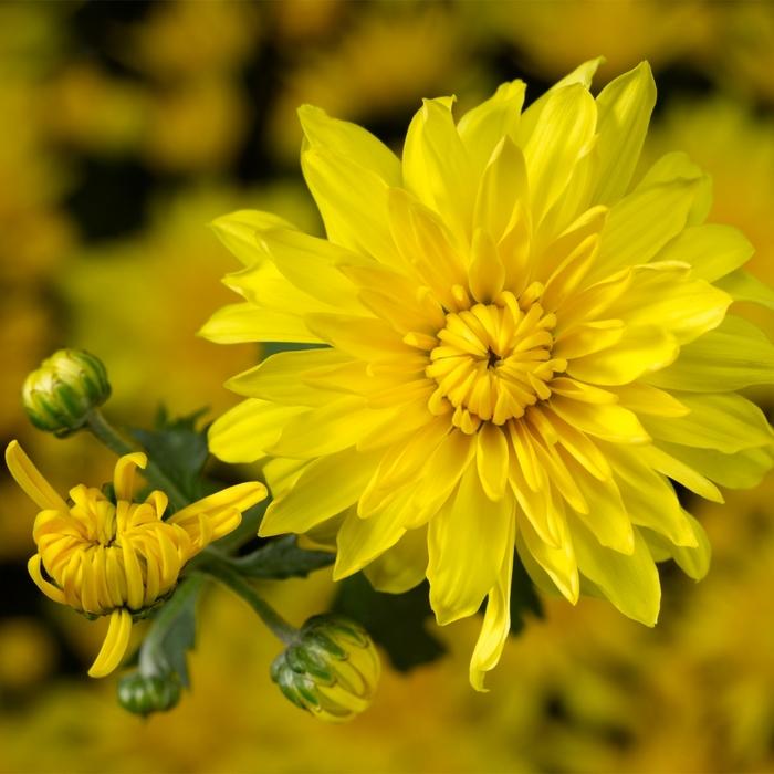 Mum Yellow Makayla Yellow - View 1 from www redcrocus com