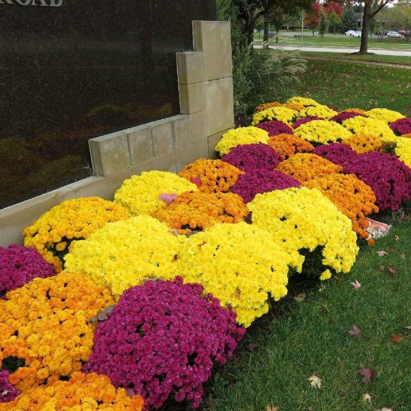 Mum Yellow Makayla Yellow - View 3 from www redcrocus com