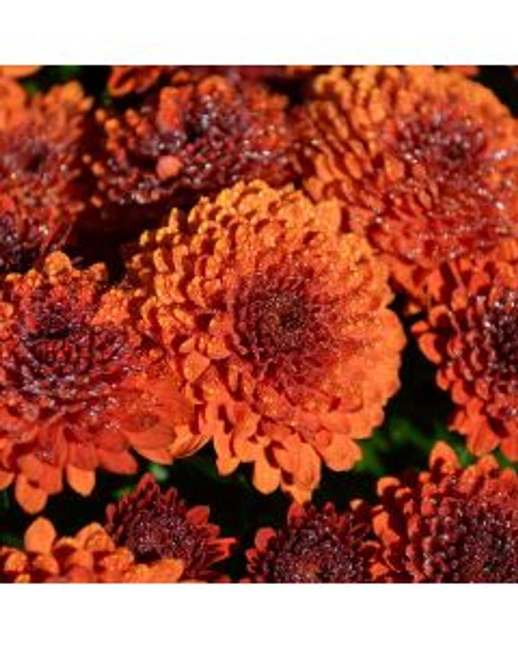 Mum Orange Fireglow Bronze - View 15 from www redcrocus com
