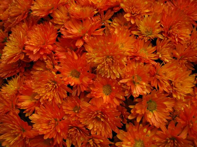 Mum Orange Fireglow Bronze - View 18 from www redcrocus com