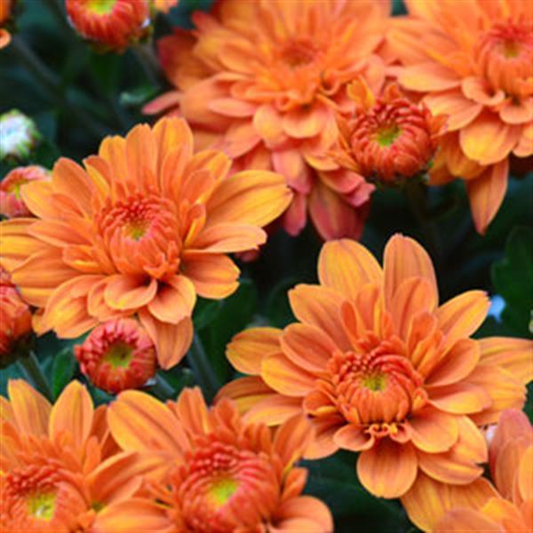 Mum Orange Pumpkin Pie Orange - View 2 from www redcrocus com