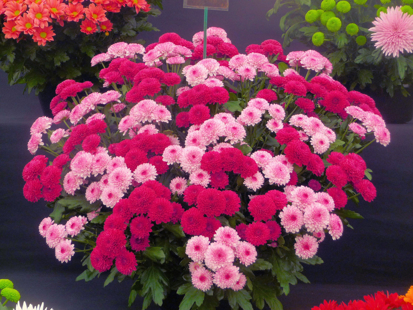 Mum Pink Jazzberry Pink - View 7 from www redcrocus com