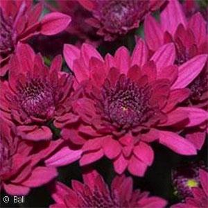 Mum Purple Plumberry Purple - View 10 from www redcrocus com