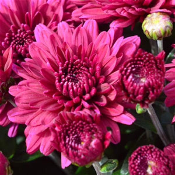 Mum Purple Plumberry Purple - View 2 from www redcrocus com