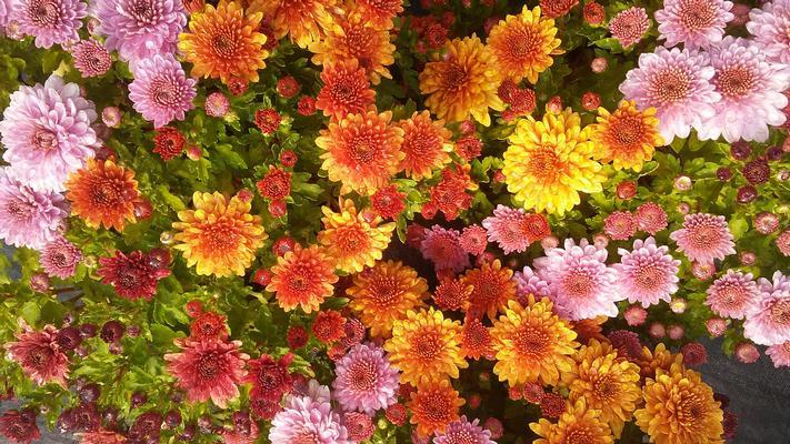 Mum Mix Fonti Orange Pink White Yellow - View 2 from www redcrocus com