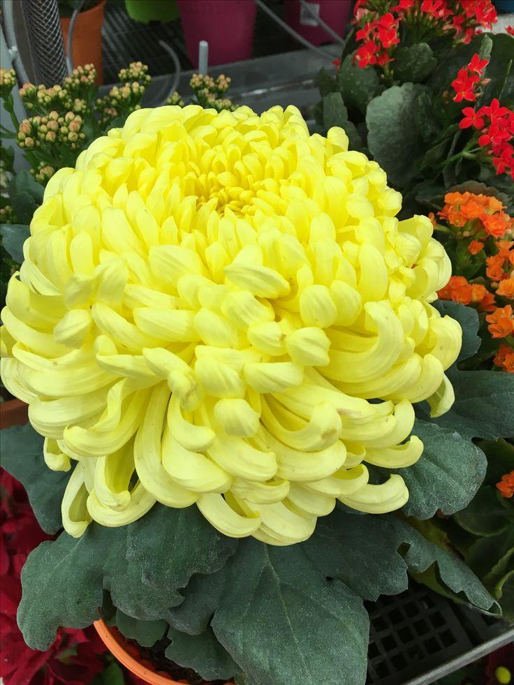 Mum Yellow Fonti Yellow - View 14 from www redcrocus com