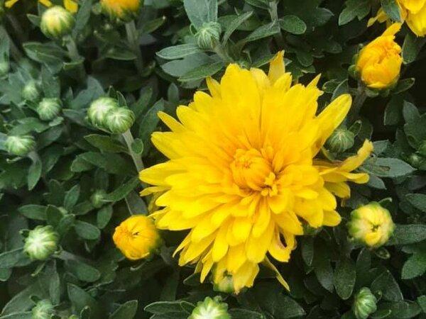 Mum Yellow Fonti Yellow - View 15 from www redcrocus com